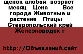 щенок алобая .возраст 1 месяц › Цена ­ 7 - Все города Животные и растения » Птицы   . Ставропольский край,Железноводск г.